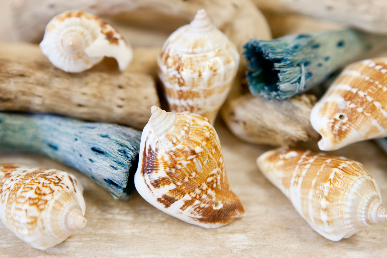 6 ozdobných mušlí 4,5 x 2,8 cm