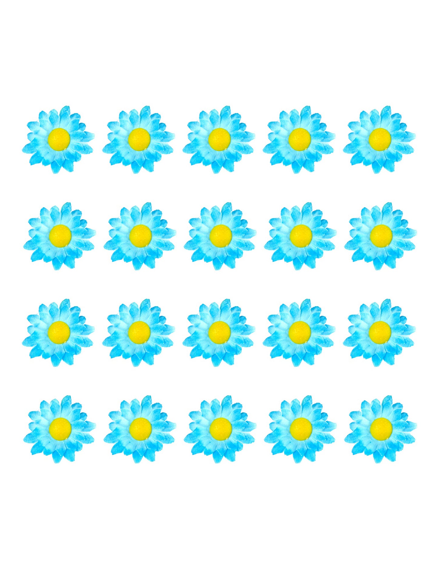 Boite de 20 fleurs marguerite bleu