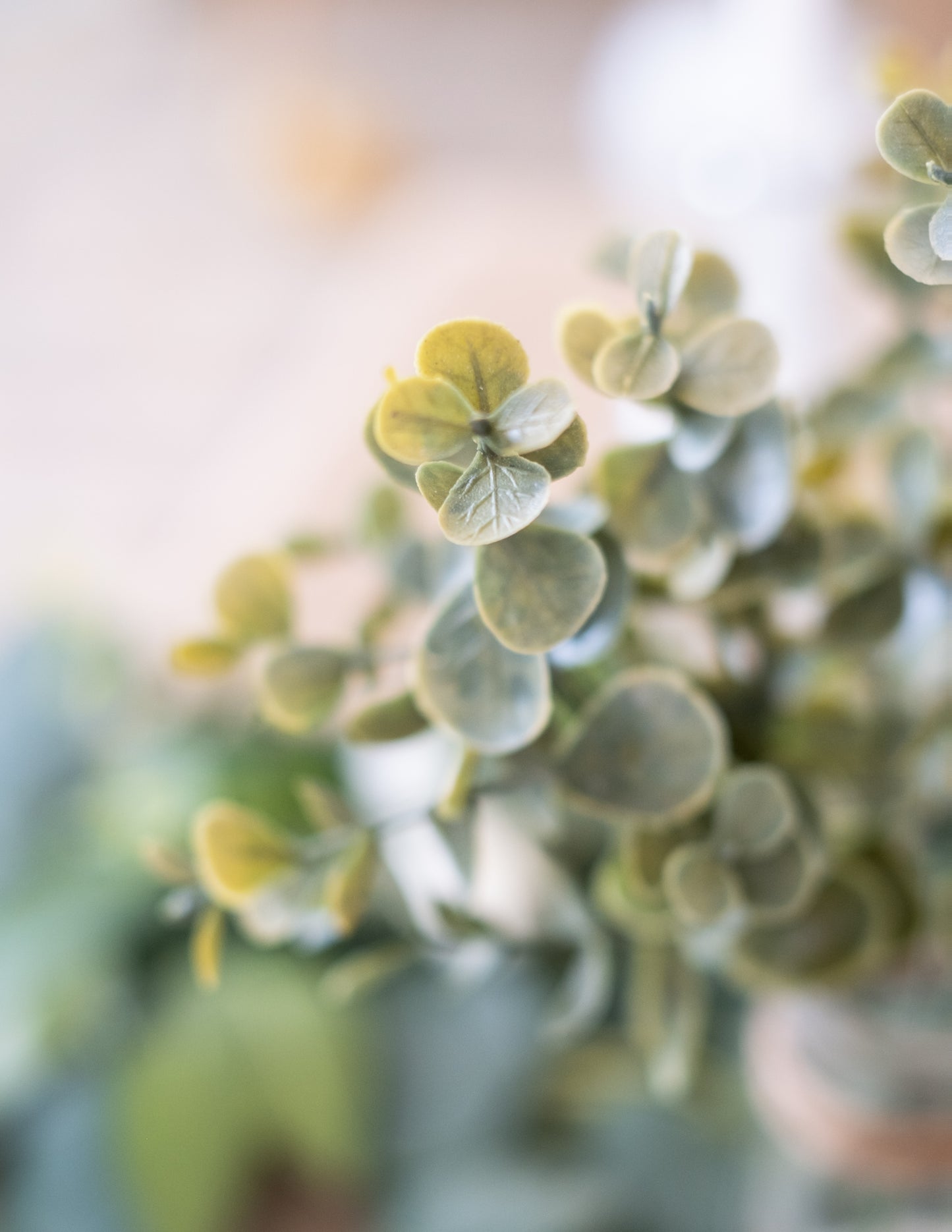 Kytice ze zelených listů eukalyptu 35 cm