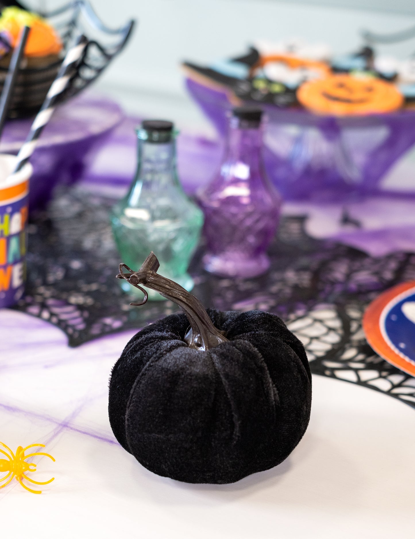 Černá sametová dýně 10 cm