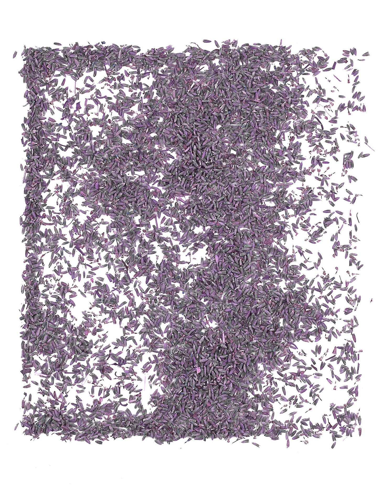 Sáček přírodních květů levandule 1kg na svatbu