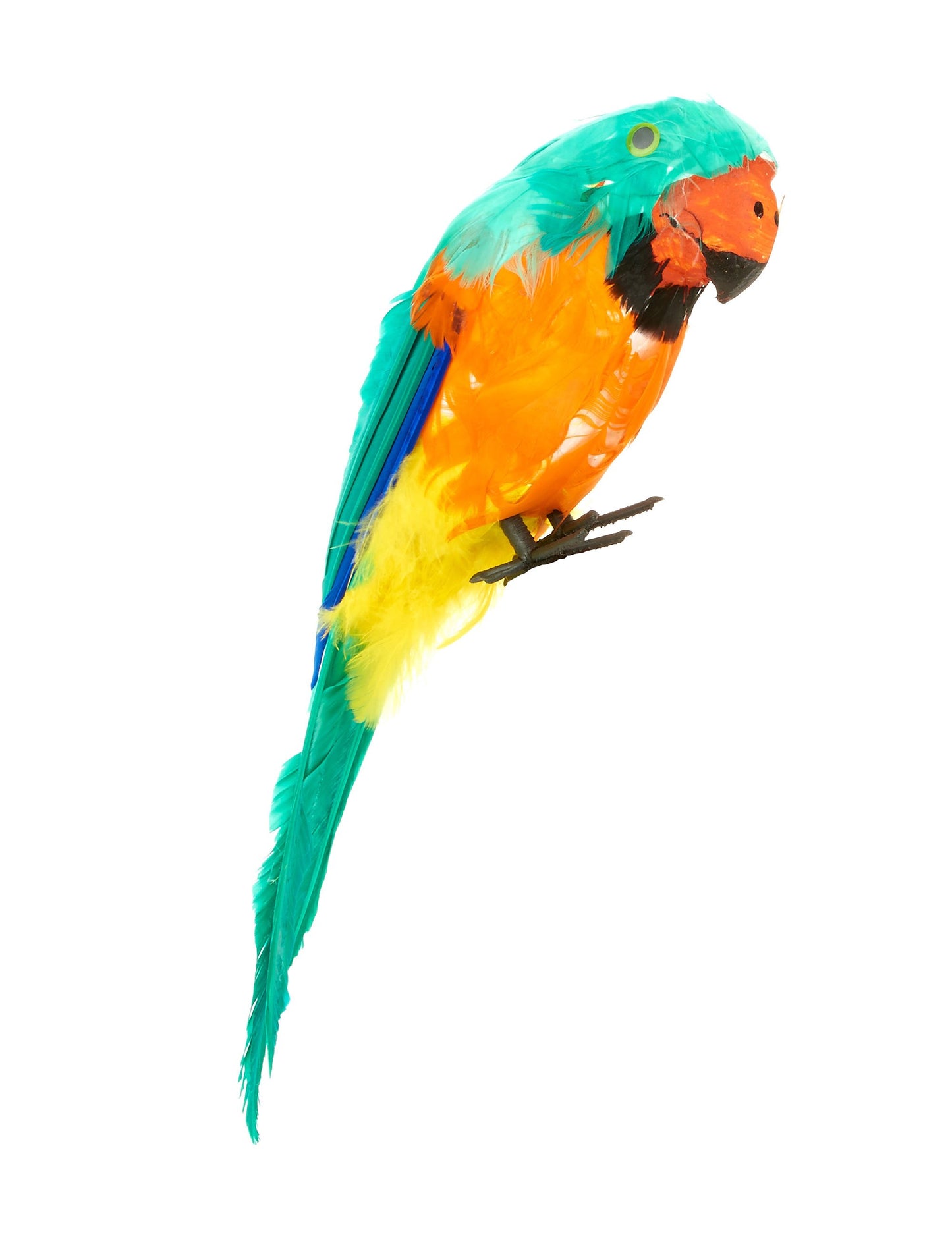 Papoušek zelený ostrov