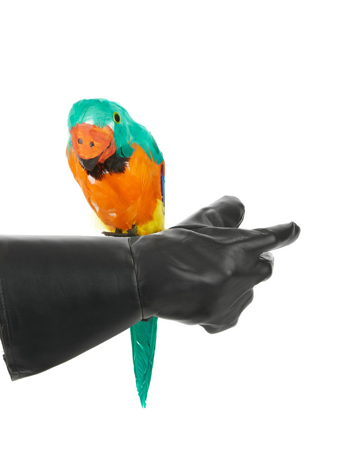 Papoušek zelený ostrov