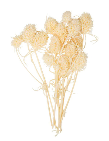 10 malých sušených přírodních bodláků 8 cm