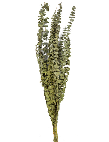 15 sušených větviček eukalyptu 150 g 66 cm