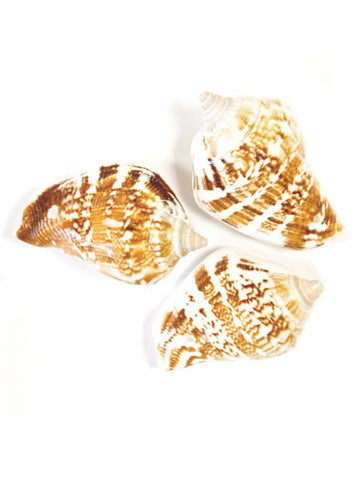 6 ozdobných mušlí 4,5 x 2,8 cm