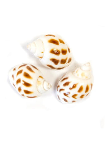 6 malých bílých dekorativních mušliček s tečkami 3 x 2,5 cm 