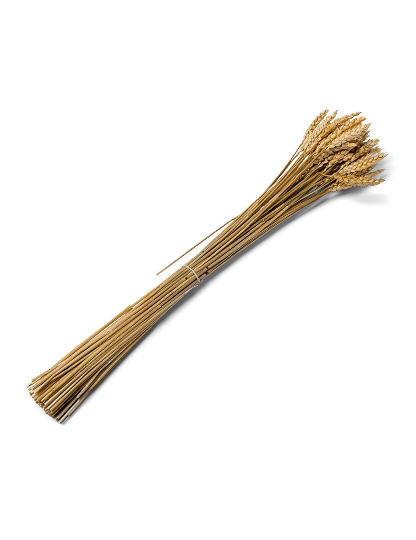 Kytice z 60 přírodních pšeničných klasů cm