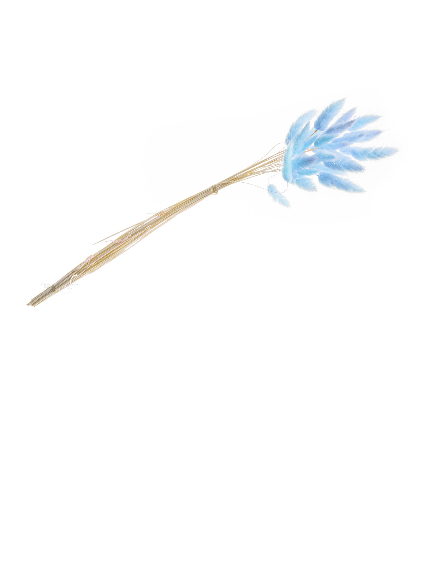 Kytice z pastelově modrého laguru 50-60 cm, 25 sušených stonků