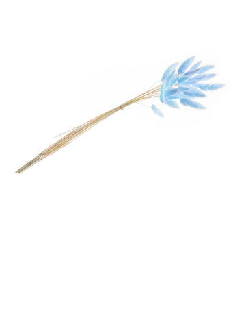 Kytice z pastelově modrého laguru 50-60 cm, 25 sušených stonků