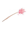 Bouquet de lagurus pour décoration rose pastel de 25 tiges