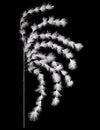 Branchage 7 brins plumes ambiance bohème pour décoration blanches