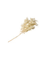 Branche de mini plumeaux naturels bohème pour décoration ivoire