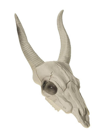 Lebka buvolí hlavy 14 x 40 cm