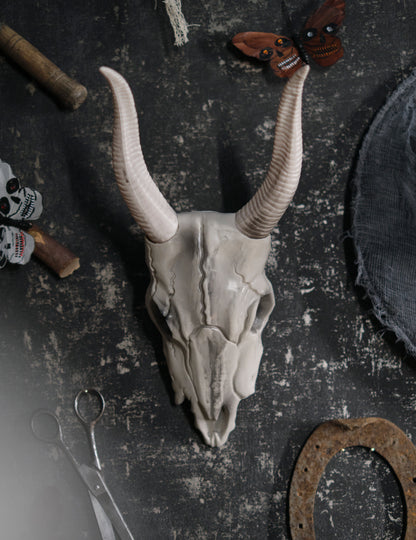 Lebka buvolí hlavy 14 x 40 cm