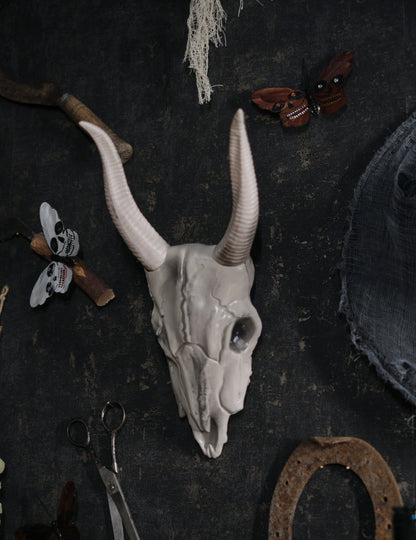 Lebka buvolí hlavy 14 x 40 cm