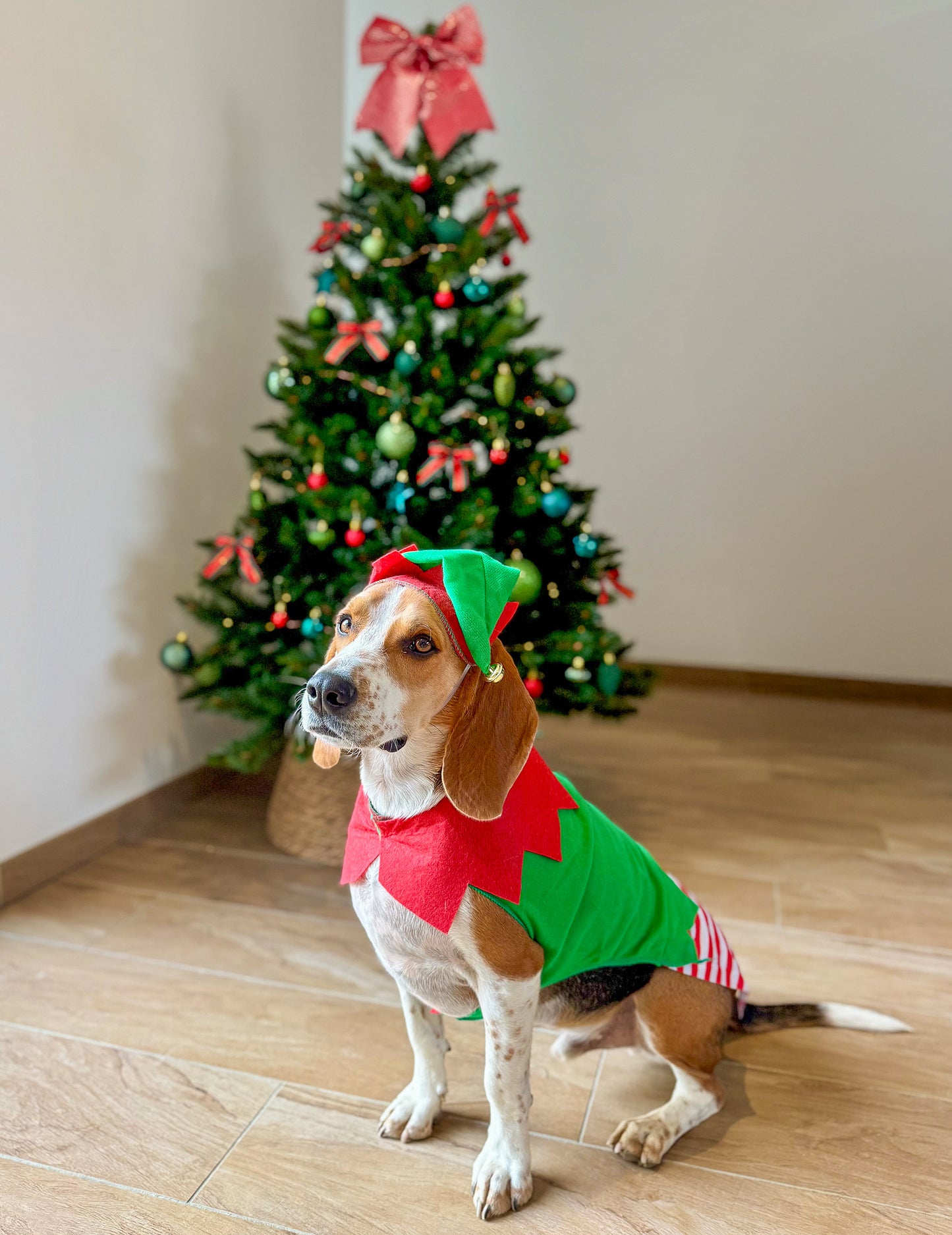 Kostým vánočního elfa pro psy
