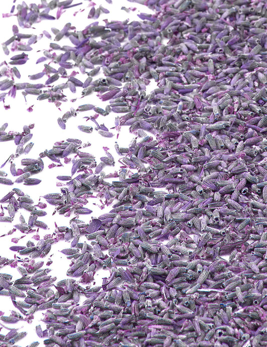 Fleurs de lavande naturelles pour mariage violettes