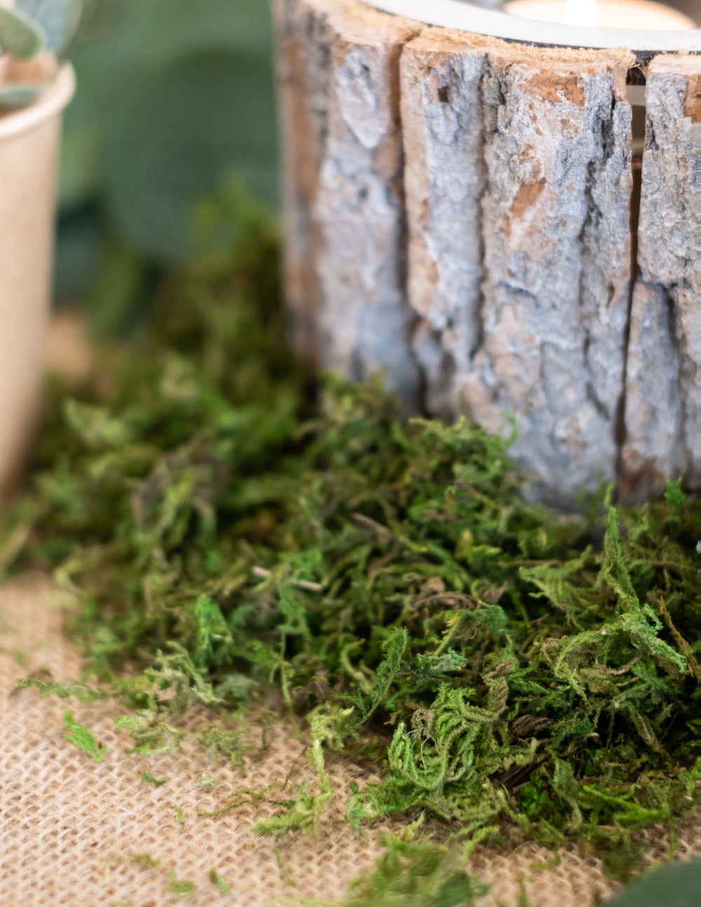 Gros plan sur la texture de la mousse végétale séchée décoration naturelle