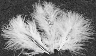 Plumes de décoration pour mariage blanches