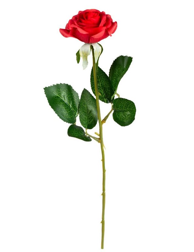 Rose rouge avec tige et feuilles vertes